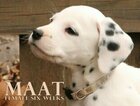 Small Photo #32 Dalmatian Puppy For Sale in ENID, OK, USA