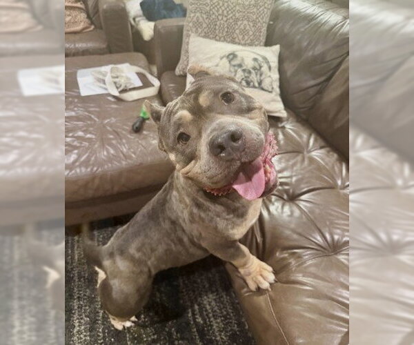 Medium Photo #2 American Pit Bull Terrier Puppy For Sale in Rockville, MD, USA