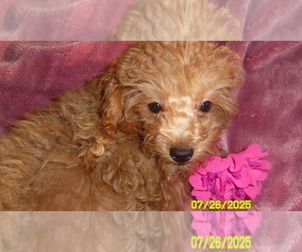Medium Photo #1 Poodle (Toy) Puppy For Sale in DULUTH, GA, USA