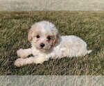 Small Photo #2 Maltipoo Puppy For Sale in FREDERICKSBURG, OH, USA