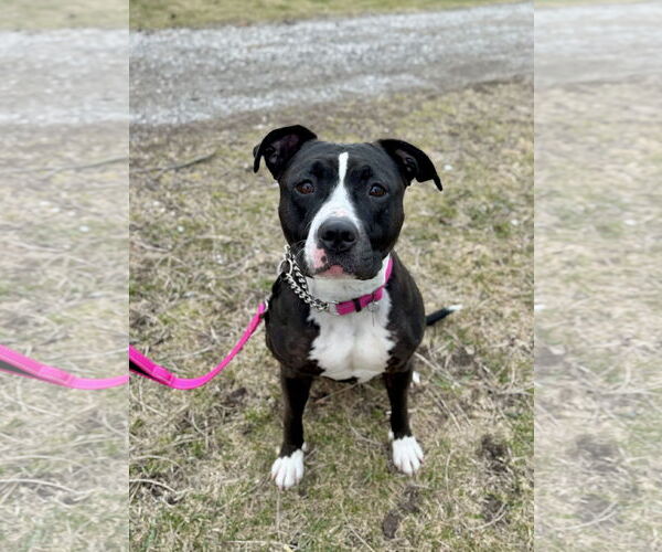 Medium Photo #4 American Pit Bull Terrier Puppy For Sale in Williamsburg, IA, USA