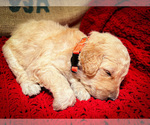 Small Photo #5 Goldendoodle Puppy For Sale in ADA, OK, USA