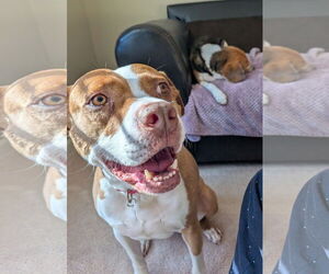 Emma - Female American Staffordshire Terrier-Unknown Mix Dog for Adoption - Photo #11