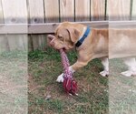 Small #13 American Pit Bull Terrier-American Staffordshire Terrier Mix
