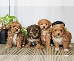 Small #4 Poovanese