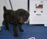 Small Photo #1 Poodle (Standard) Puppy For Sale in TRAVELERS REST, SC, USA