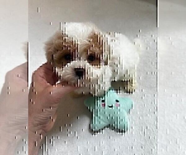 Medium Photo #10 Maltipoo Puppy For Sale in MIAMI BEACH, FL, USA