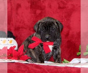 Mastiff Puppy for sale in RED LION, PA, USA