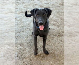 Labrador Retriever-Unknown Mix Dogs for adoption in Riverside, CA, USA