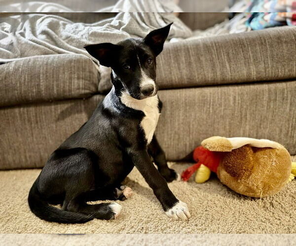 Medium Photo #22 Labrador Retriever-Unknown Mix Puppy For Sale in OKLAHOMA CITY, OK, USA