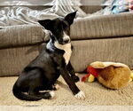 Small #21 Labrador Retriever Mix