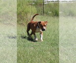 Small Photo #10 Boxer-Unknown Mix Puppy For Sale in garner, NC, USA