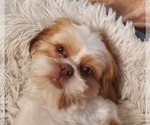 Small Photo #1 Shih Tzu Puppy For Sale in SUPPLY, NC, USA