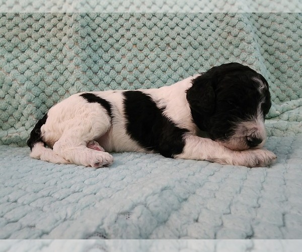Medium Photo #21 Poodle (Standard) Puppy For Sale in CLAYTON, WA, USA