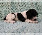 Small Photo #21 Poodle (Standard) Puppy For Sale in CLAYTON, WA, USA