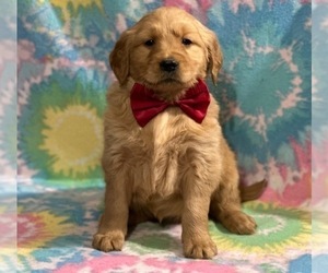 Golden Retriever Puppy for sale in LANCASTER, PA, USA