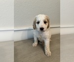 Puppy Rocky Goldendoodle (Miniature)