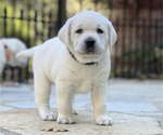 Small Photo #43 Labrador Retriever Puppy For Sale in GLENDALE, CA, USA