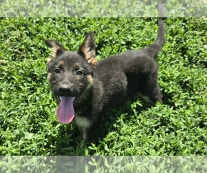 German Shepherd Dog Puppy for sale in RIGA, MI, USA