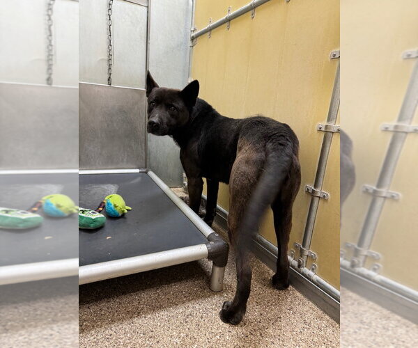 Medium Photo #4 Mutt Puppy For Sale in Great Bend, KS, USA