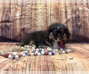 Pekingese Puppy for sale in RIPLEY, MS, USA