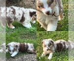 Small Miniature Australian Shepherd