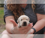Small Photo #3 Labrador Retriever Puppy For Sale in WEST PALM BEACH, FL, USA