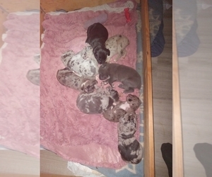 Cane Corso Puppy for sale in BOSTON, PA, USA
