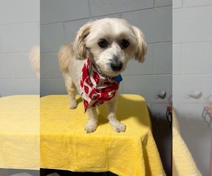 Zuchon Dogs for adoption in Mukwonago, WI, USA