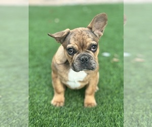 French Bulldog Puppy for sale in AVONDALE, AZ, USA