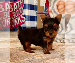 Small Photo #2 Yorkshire Terrier Puppy For Sale in ALEXANDRIA, VA, USA