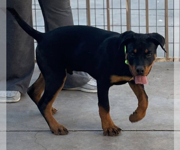 Medium Photo #3 Rottweiler Puppy For Sale in Gilbert, AZ, USA