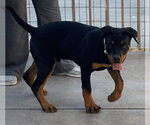 Small #2 Rottweiler