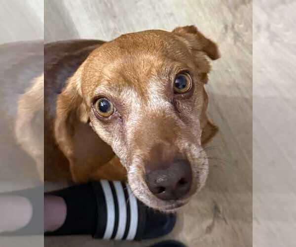 Medium Photo #7 Beagle Puppy For Sale in Dunnellon, FL, USA