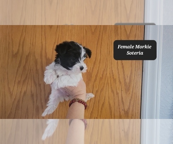 Medium Photo #5 Morkie Puppy For Sale in TUCSON, AZ, USA