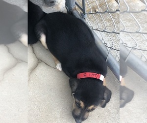 Medium Catahoula Leopard Dog-German Shepherd Dog Mix