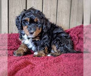 Bernedoodle-Poodle (Miniature) Mix Puppy for sale in STANLEY, WI, USA
