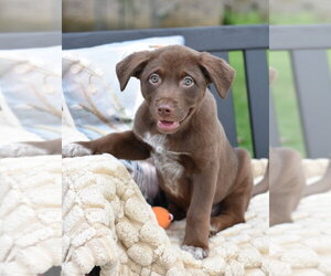 Labrador Retriever-Unknown Mix Dogs for adoption in Brewster, NY, USA