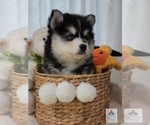 Small Photo #4 Pomsky Puppy For Sale in PRINCETON, MN, USA