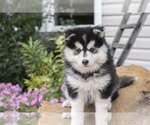 Small #1 Pomsky