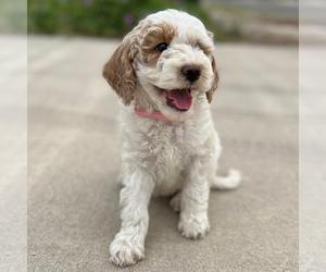 Goldendoodle (Miniature) Puppy for sale in ROY, UT, USA