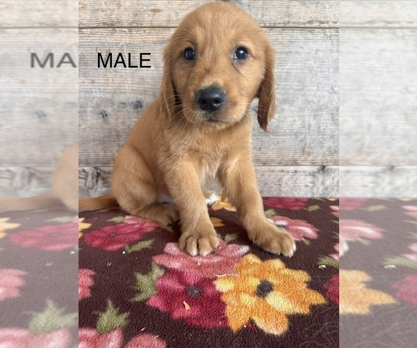 Medium Photo #2 Golden Retriever Puppy For Sale in VERMONTVILLE, MI, USA