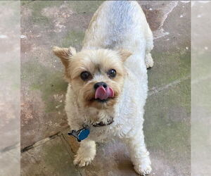Mutt Dogs for adoption in Greensboro, NC, USA
