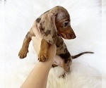 Small #5 Dachshund