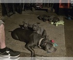 Small #11 American Pit Bull Terrier
