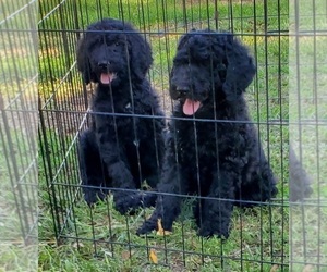 Poodle (Standard) Puppy for sale in SAINT JOSEPH, MO, USA