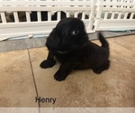 Small Photo #35 Shih Apso Puppy For Sale in SCOTTSDALE, AZ, USA