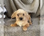 Small #4 Morkie