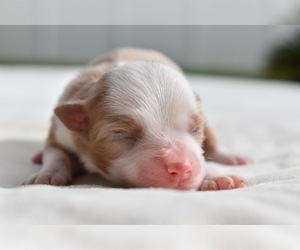 Bulldog Puppy for sale in PALM COAST, FL, USA
