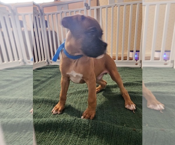 Medium Photo #24 Boxer Puppy For Sale in LYONS, KS, USA